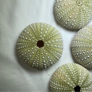 Green Sea Urchin Dried Shells 24 Green &‎ white